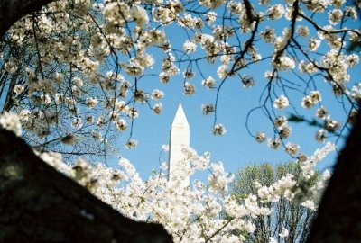 Monumento a Washington atravez de Cherry Blossom