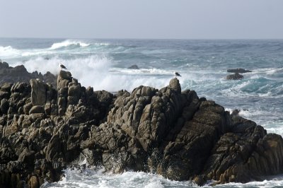 Pacific Grove/Asilomar 11