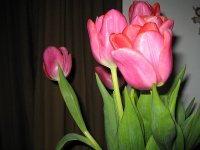 tulips