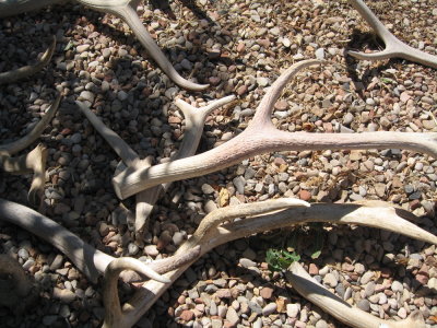 antlers at Zion