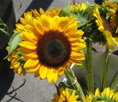 August sunflower