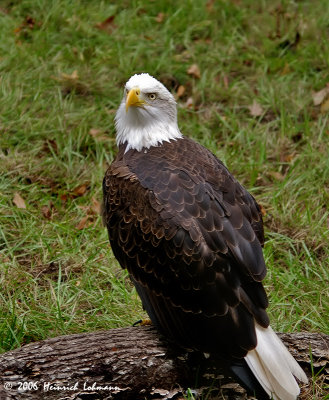 P3586-Bald Eagle.jpg