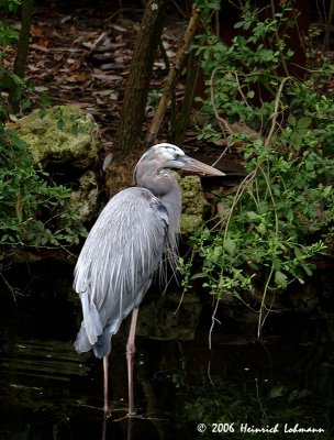 P3596-Blue Heron.jpg