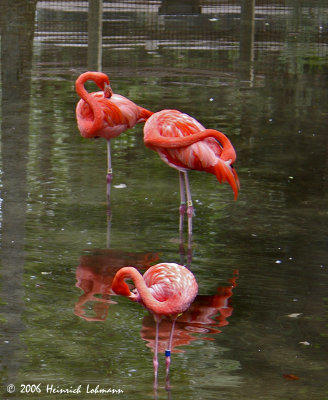 P3557-Pink Flamingo.jpg