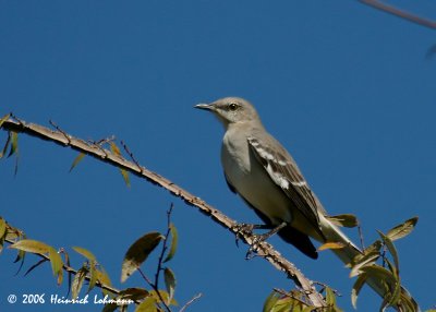 P3839-Mockingbird.jpg