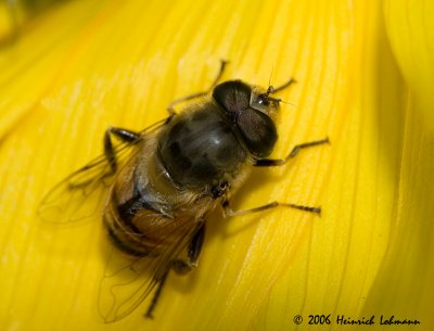 P0826-Toxomerus Hover Fly.jpg