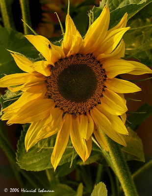 3563-sunflower.jpg
