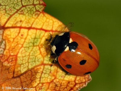 3731-Ladybug.jpg