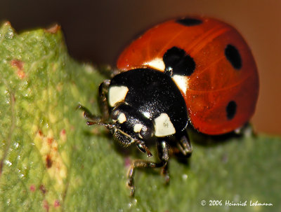 3781-Ladybug.jpg