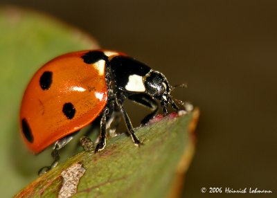 3795-Ladybug.jpg