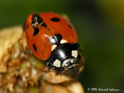 3808-Ladybug.jpg