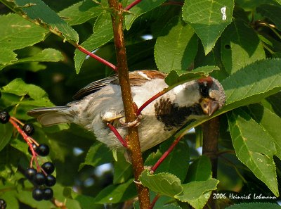 3624-House sparrow.jpg