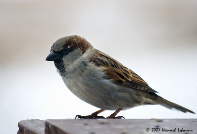 P5619-house sparrow.jpg