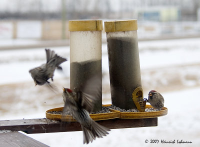P5660-fighting finches.jpg