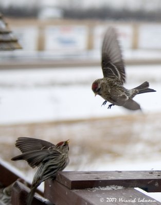 P5662-fighting finches copy.jpg