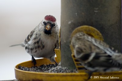 P5671-fighting finches.jpg