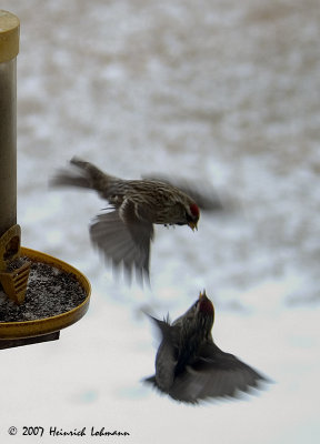 P5774-fighting finches.jpg