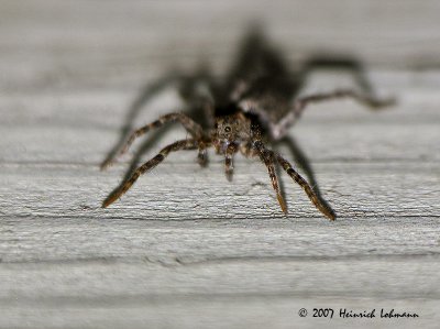 N5706-Selenopid Crab Spider.jpg