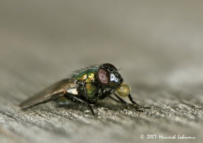 N5715-Green Bottle Fly.jpg