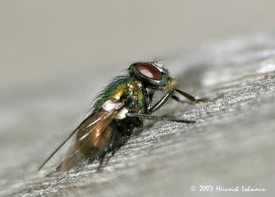 N5721-Green Bottle Fly.jpg