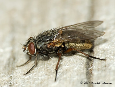 P5954-Flesh Fly.jpg
