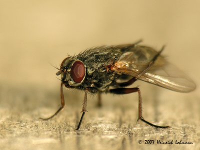N5909- Flesh Fly.jpg