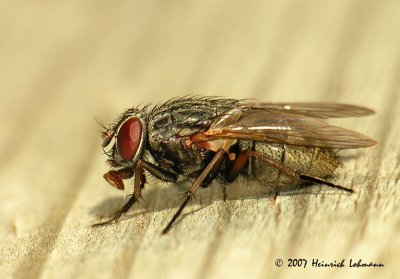 N5961-Flesh Fly.jpg