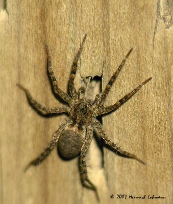 N5852-Selenopid Crab Spider.jpg