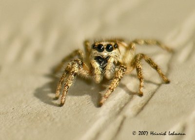 N6112-Metaphid Jumping Spider.jpg