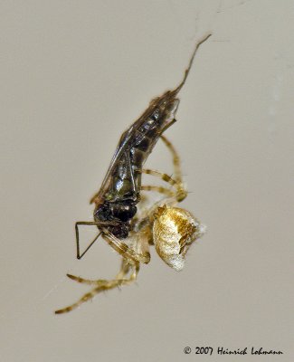 N6126-Garden Spider with prey.jpg
