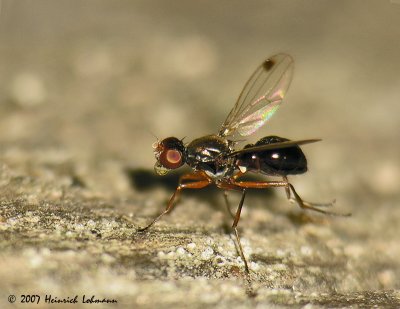 N6180-unidentified small fly.jpg