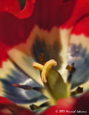 N6168-tulip.jpg