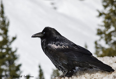 P7345-Common Raven.jpg