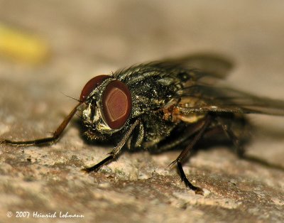 N6631-House Fly.jpg