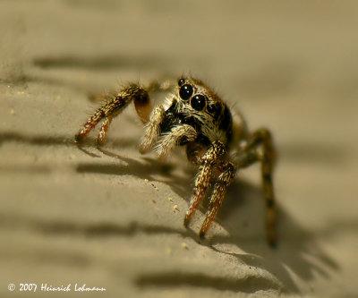 N6652-Methaphid Jumping Spider.jpg