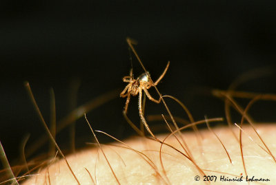 N6810-Tiny unknown spider.jpg