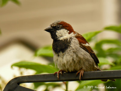 N6861-House Sparrow.jpg