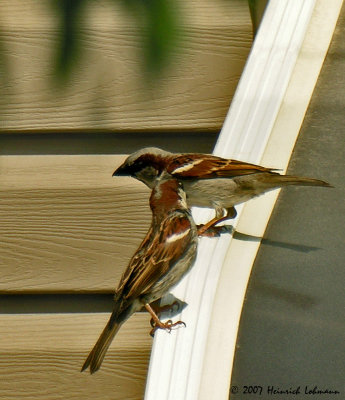 N6919-House Sparrow.jpg