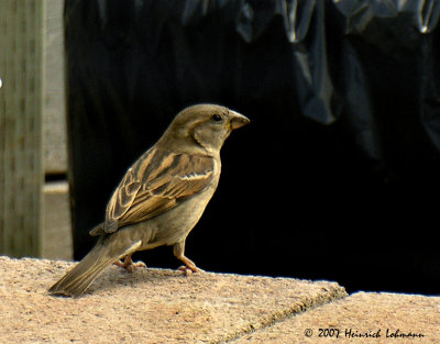 N6989-Sparrow.jpg