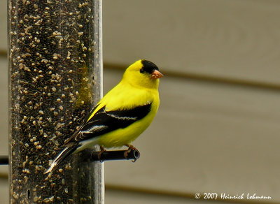 N6994-American Goldfinch.jpg