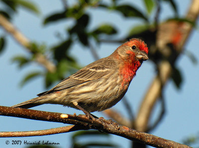 N7202-House Finch.jpg