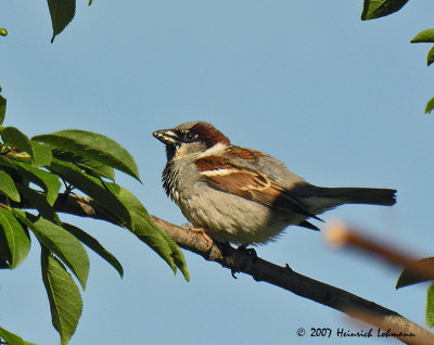 N7205-House Sparrow.jpg