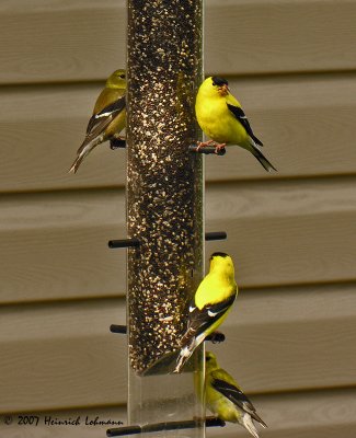 N7269-American Goldfinches.jpg