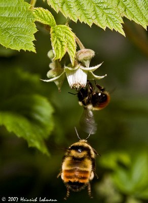 P9231-Red-tailed Bumble Bees.jpg