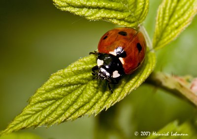P9270-Lady Bug.jpg