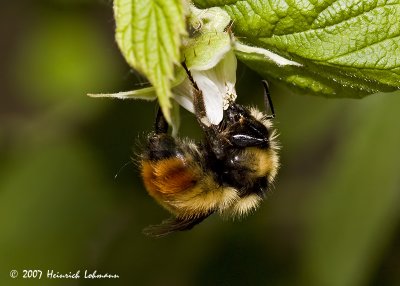 P9418-Red-tailed Bumble Bee.jpg
