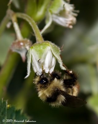 P9467-Red-tailed Bumble Bee.jpg