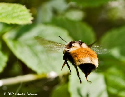 P9521-Red-tailed Bumble Bee.jpg