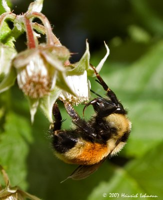 P9522-Red-tailed Bumble Bee.jpg