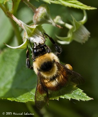 P9549-Red-tailed Bumble Bee.jpg